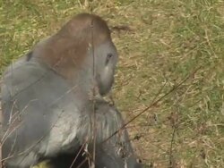 Gorilla walking Stock Footage