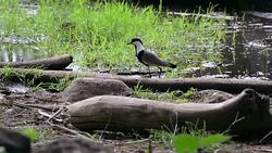 Lapwing in nature Stock Footage