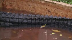Raindrops fall on an alligator in a pool. Stock Footage