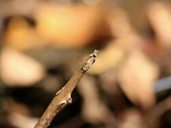 Red dragonfly in action Stock Footage
