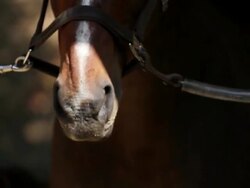 CU TU TD Horse nose shaking back and forth / Los Angeles, CA, United States Stock Footage