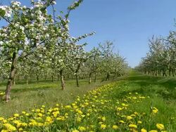 WS PAN View of Blooming apple trees at plantation / Kirf, Rhineland Palatinate, Germany Stock Footage