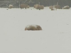 MS snow covered field full of sheep, one laid down in foreground, not moving, United Kingdom Stock Footage