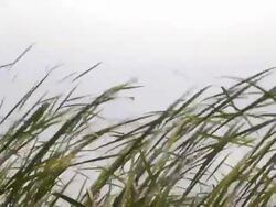 The wind swaying pampas grass. Stock Footage