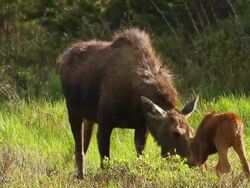 MS Shot of Calf moose (Alces alces) newborn calf playing butts head with cow moose / Grand lake, Colorado, United States Stock Footage