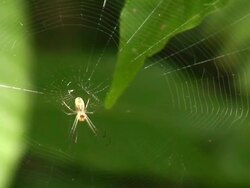 Orb web spider Stock Footage