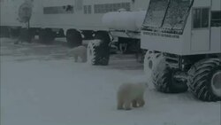 Polar bears cautiously examine off-road vehicles. Stock Footage
