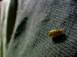TS WS Carpet Beetle Larvae on wool  Stock Footage