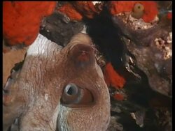 CU Common Octopus hiding amongst Coral, Malapascua, Philippines Stock Footage