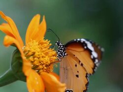 Butterfly Stock Footage