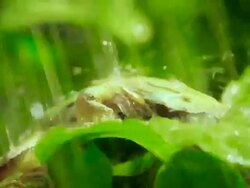 Pacific_Tree_Frog_rain Stock Footage