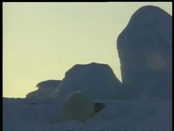 MS blood stained Polar Bear, Ursus maritimus, eating seal, Arctic Circle Stock Footage
