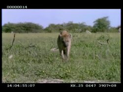 MS Hyena walks through grass, to camera, turns and walks right out of frame Stock Footage