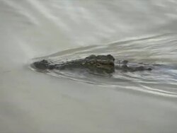 MS TS View of Nile Crocodile stealthily swimming along water surface / Pilanesberg National Park, North West Province, South Africa Stock Footage