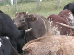 Cattle 4 - HD 1080/30f Stock Footage
