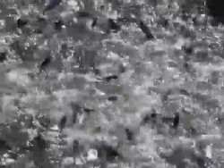 Drought Forces Wildfire Officials To Truck Salmon Downstream Stock Footage