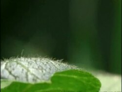 Beetles taking off sequence: Colorado Beetle (Leptinotarsa decemlineata), Cardinal Beetle (Pyrochroa coccinea), Devils Coach Horse (Ocypus olens), Cockchafer (Melolontha sp.), Wasp Beetle (Clytus arietis), England Stock Footage