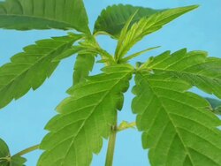 T/L cannabis plant Stock Footage