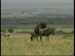 Pair of Wildebeests mating in Savannah, MS, Kenya Stock Footage