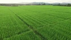 Aerial view of green rice fields Stock Footage