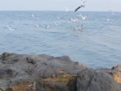 Sea and seagulls Stock Footage