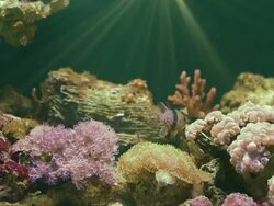 Coral Stock Footage