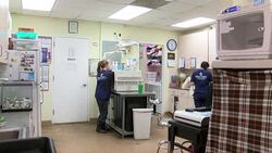 VOICED : Aumenta el rescate animal en Florida por el trafico de mascotas News Clip