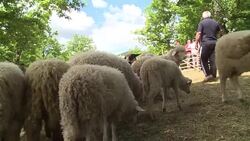 CLEAN : Sheep slaughter and gifts to welcome summer in Kosovo News Clip