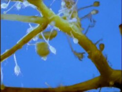 CU Jellyfish Medusa moving through water, Bermuda Stock Footage