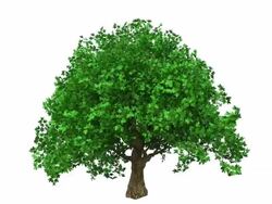 Growing tree, colored Stock Footage