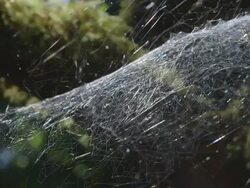 Spiders web glisening in the sun Stock Footage