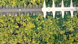 Montage: hedge trimming Stock Footage