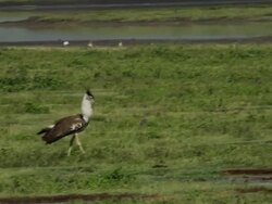 Kori Bustard (Ardeotis kori)- wolking in low grass near the water Stock Footage