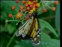 CU Milkweed butterfly and heliconid butterfly, flying and feeding on flowers Stock Footage