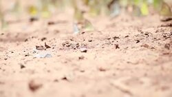 Tilt shot butterflies in the forest Stock Footage