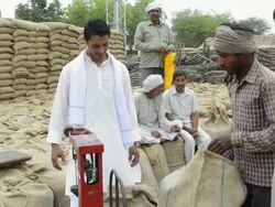MS Farmer with workers checking wight of whole wheat grain sack / Gurgaon, Haryana, India   Stock Footage