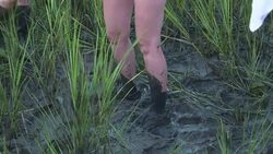 VOICED : El asombroso nado de los ponis salvajes de Chincoteague en EEUU News Clip