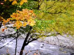 Autumn leaf Stock Footage