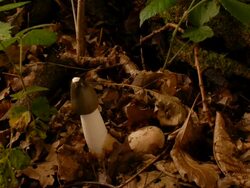 T/L Stinkhorn fungus (Phallus impudicus) growing upward, United Kingdom, Stock Footage