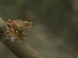 Harlequin Tree frog on branch Stock Footage