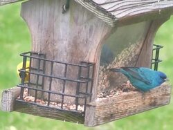 Blue and Yellow on Birdfeeder Stock Footage