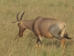 Hartebeest Stock Footage