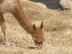 CU PAN Shot of Vicunia, Vicugna grazing near water source in high Andes / San Pedro de Atacama, Norte Grande, Chile Stock Footage