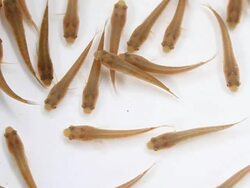 Striped snakehead fish Stock Footage