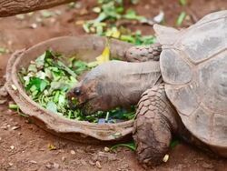 Turtle eating vegetable Stock Footage