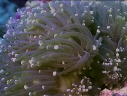 "Delicate tentacles of anemone wave with the current, set on colourful pink and blue coral" Stock Footage