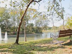 Dolly:Bench on lawn in the park. Stock Footage