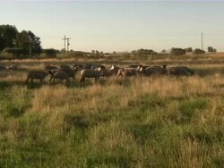 Wide shot of sheep grazing in the field. Stock Footage