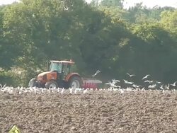 Tractor and seagulls Stock Footage