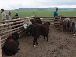 MS Nomad at herd of baby Yaks / Central-south Mongolia, Mongolia Stock Footage